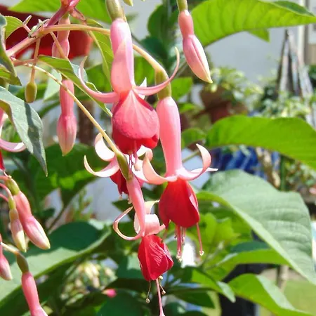Lägenhet Obere Asshoff Zwischen Odenwald, Taubertal Und Bauland *